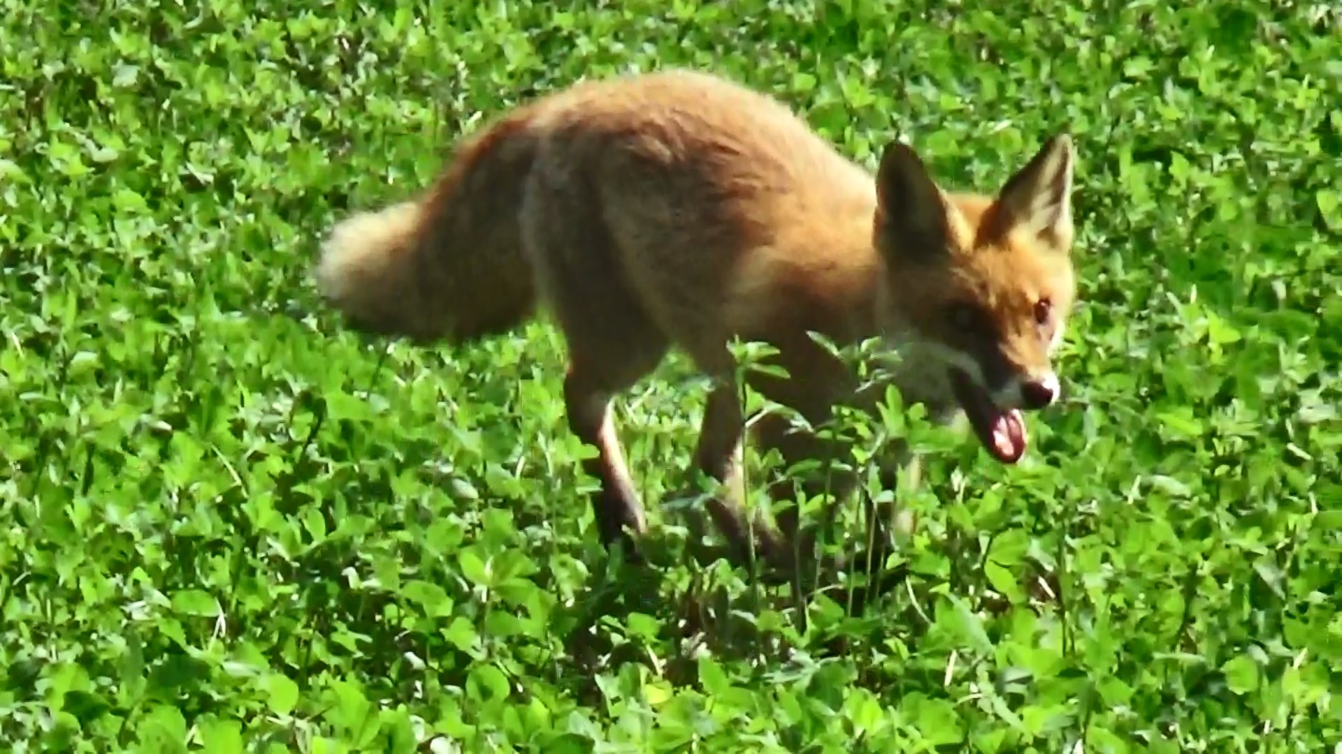 Fuchs in einer Wiese bei Mertingen