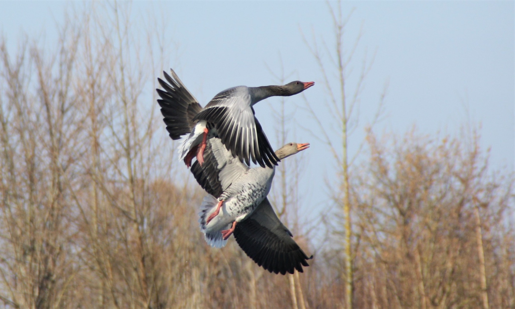 Graugänse im Flug in der Region um Mertingen