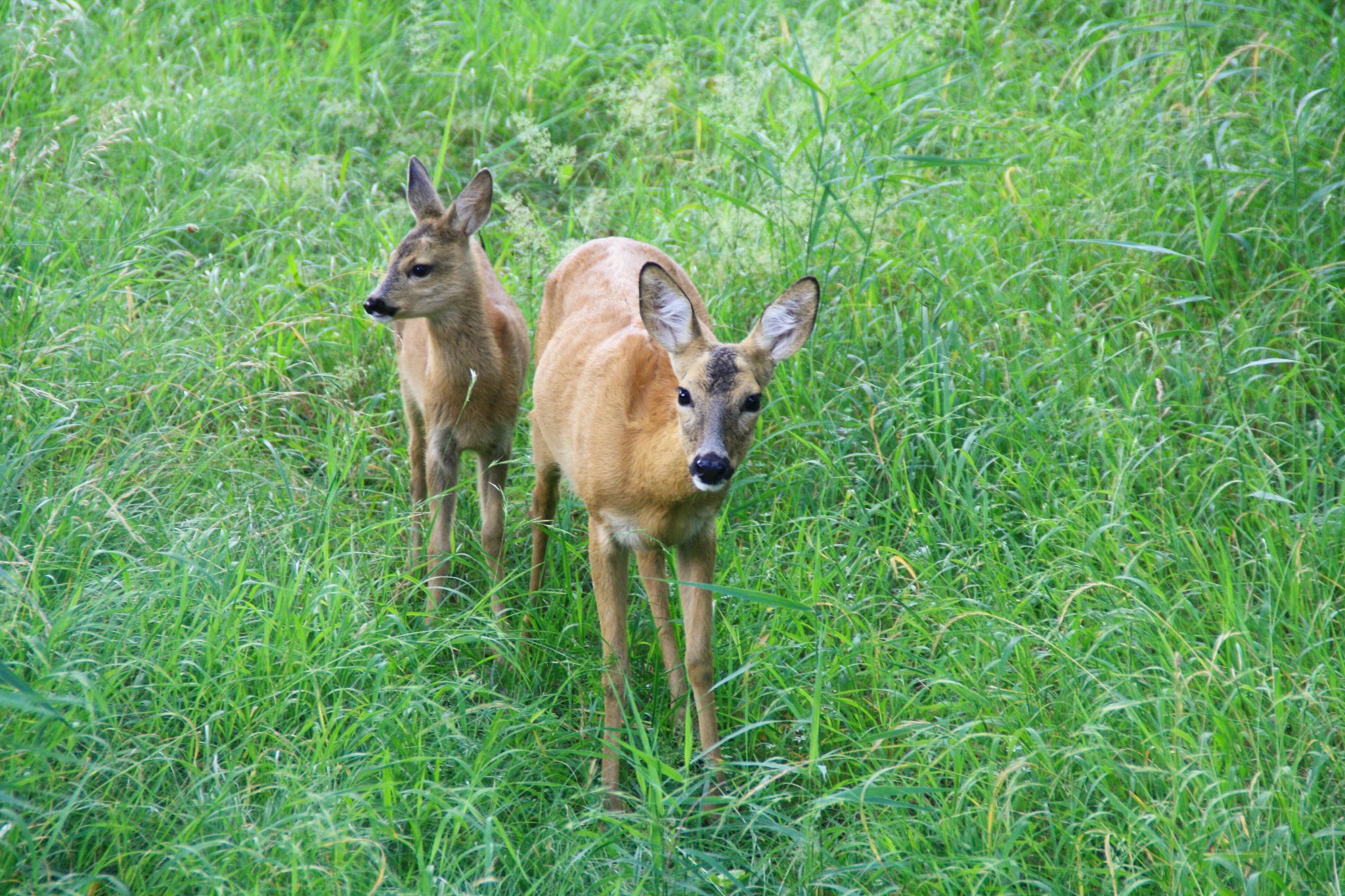 Rehe in der Landschaft rund um Mertingen